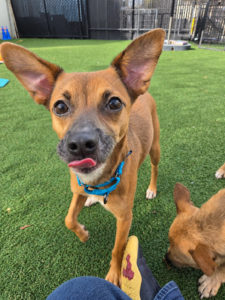 Curious Pup in the Play Yard