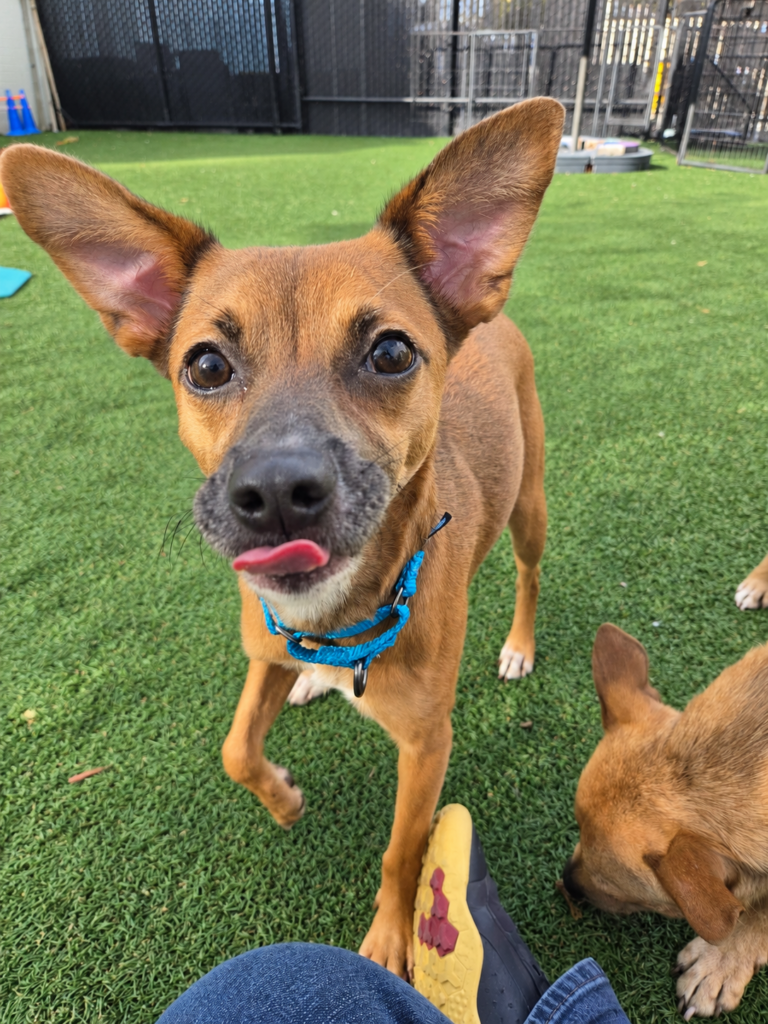 Curious Pup in the Play Yard