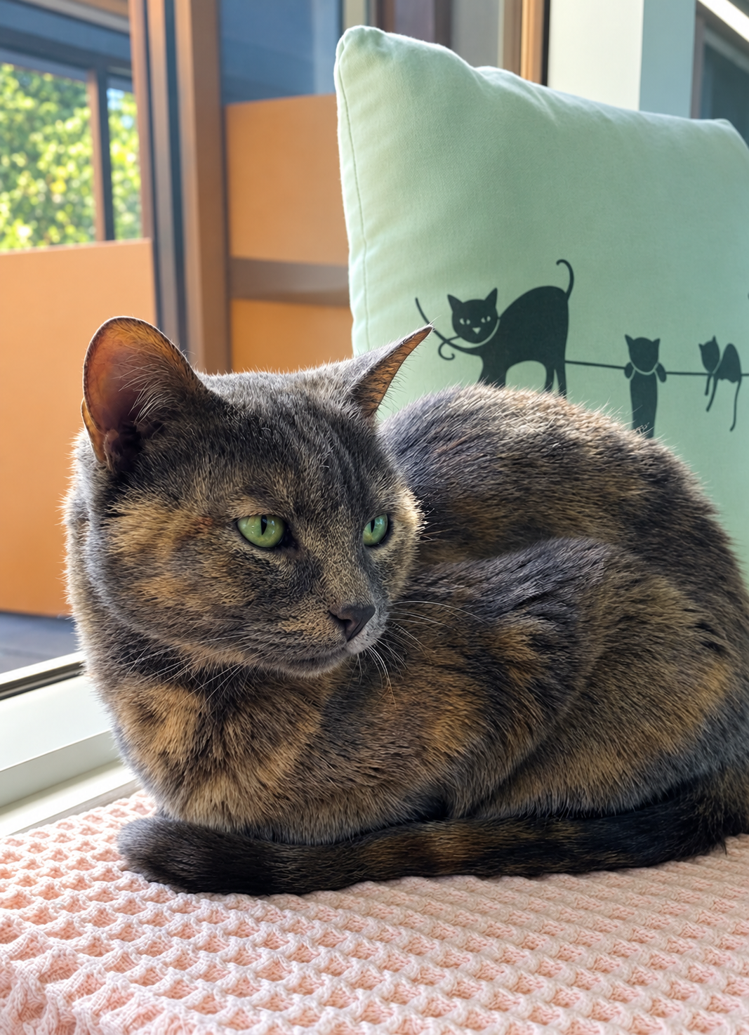 PetsInNeed_260976109344058_6655759512812476662_Tika