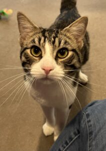 Popcorn A184888