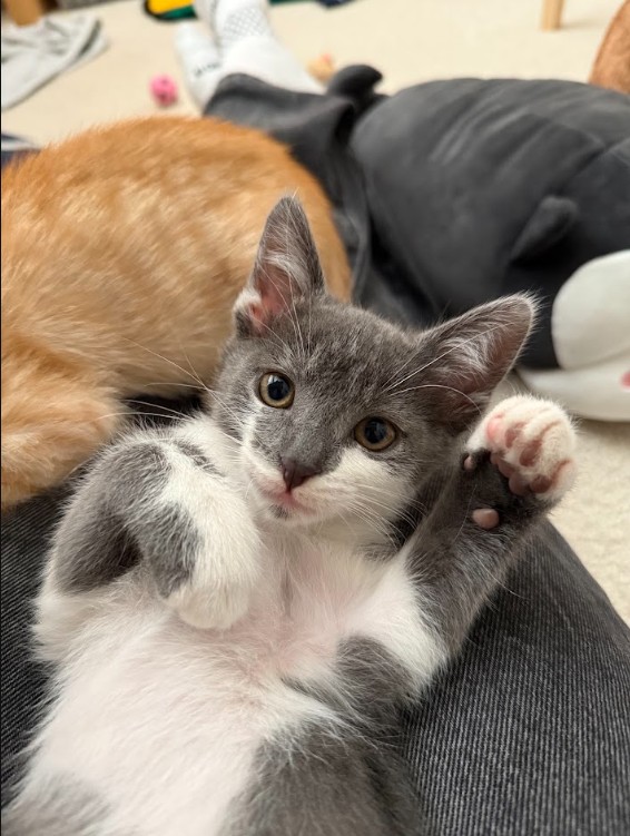 bleu