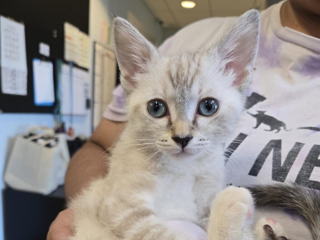 casper
