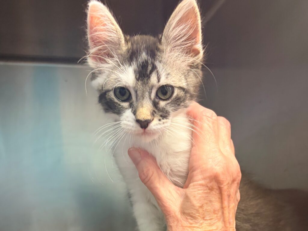 frankie