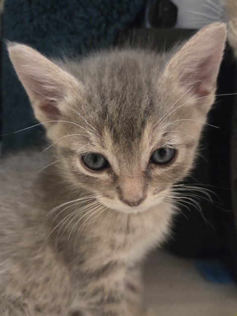 gracie