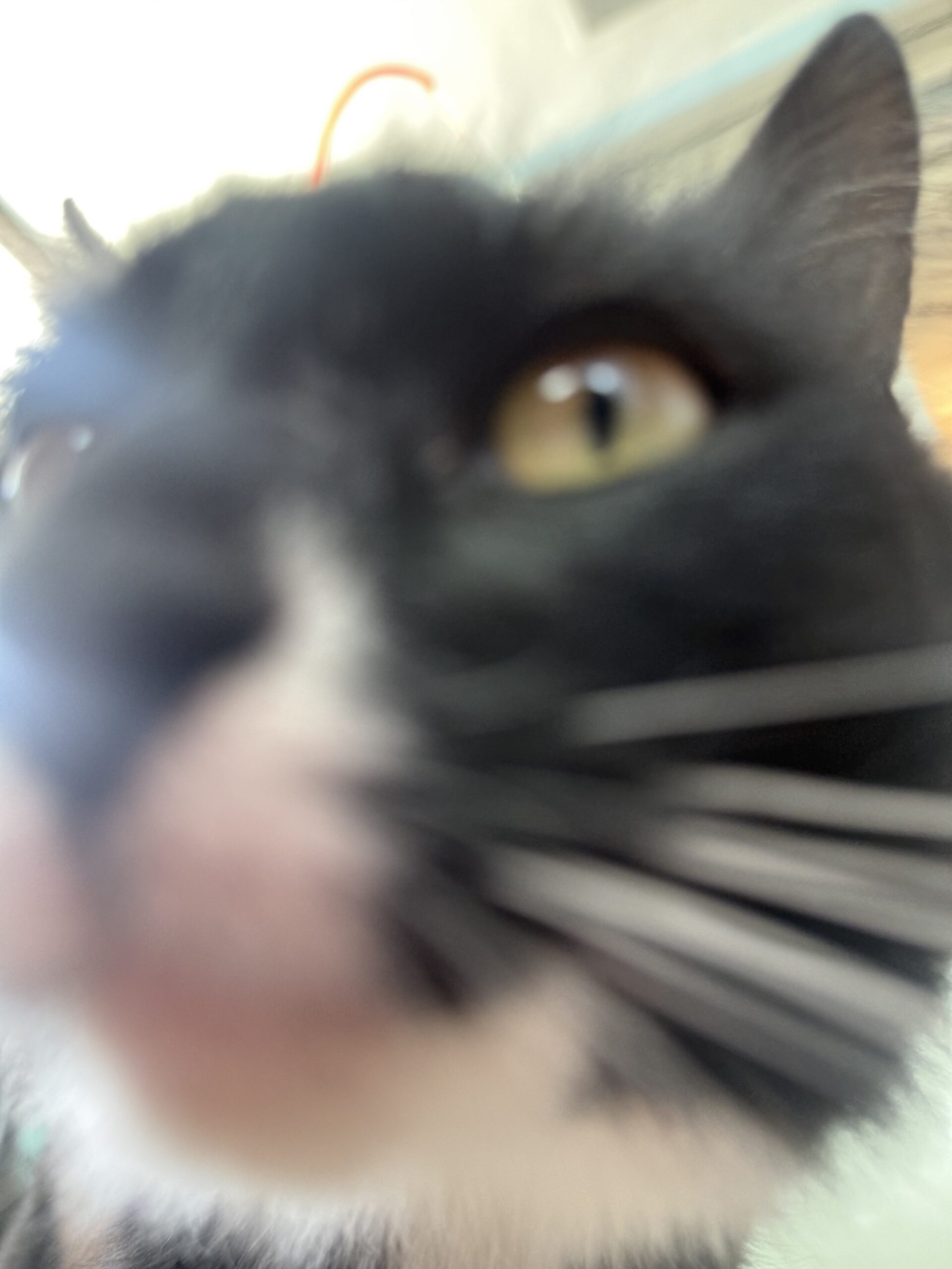 mimi2