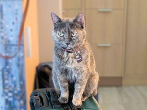 tika1