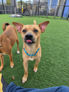 Goofy Pup at the Dog Park