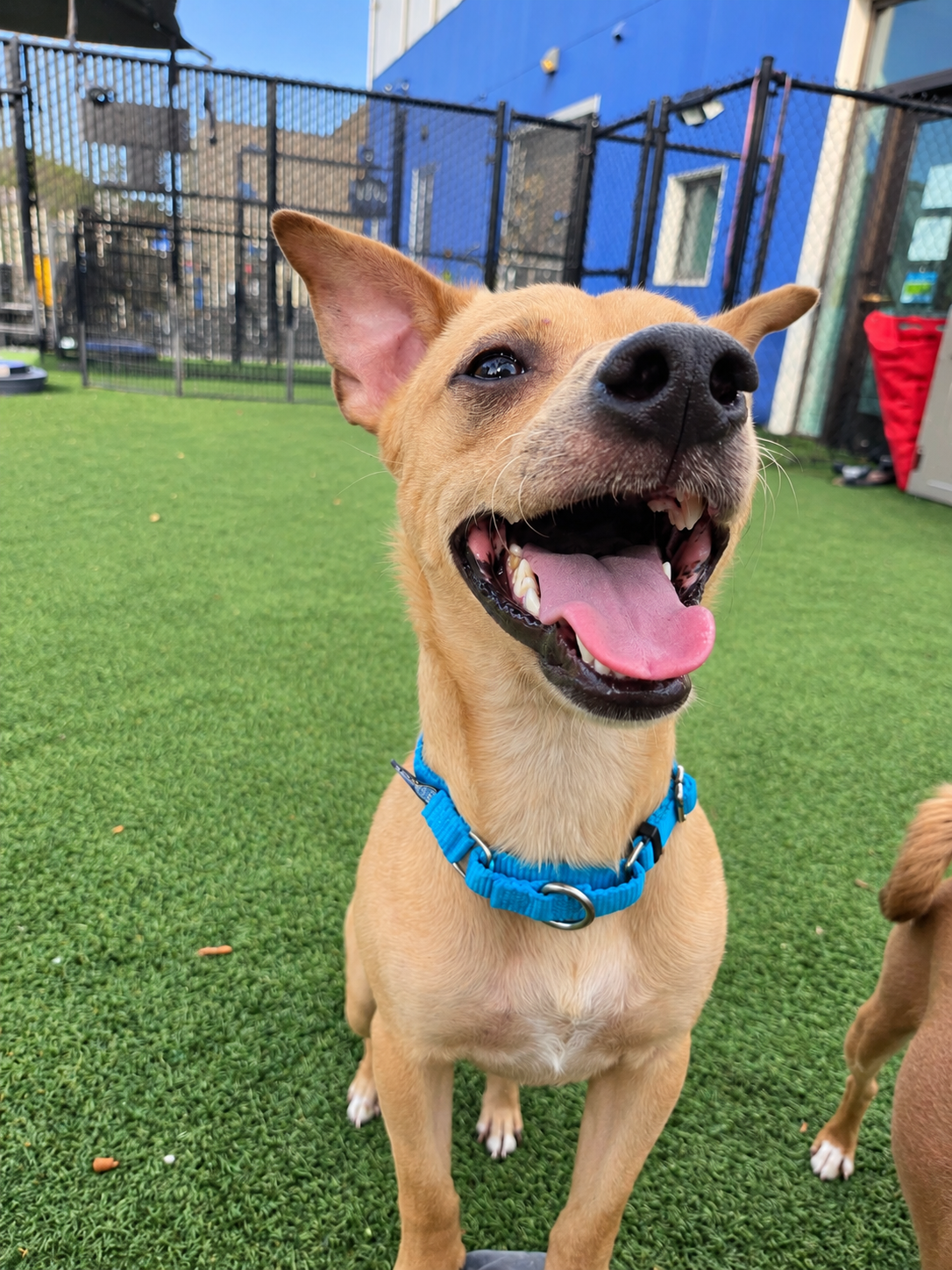 Happy Dog at Playtime