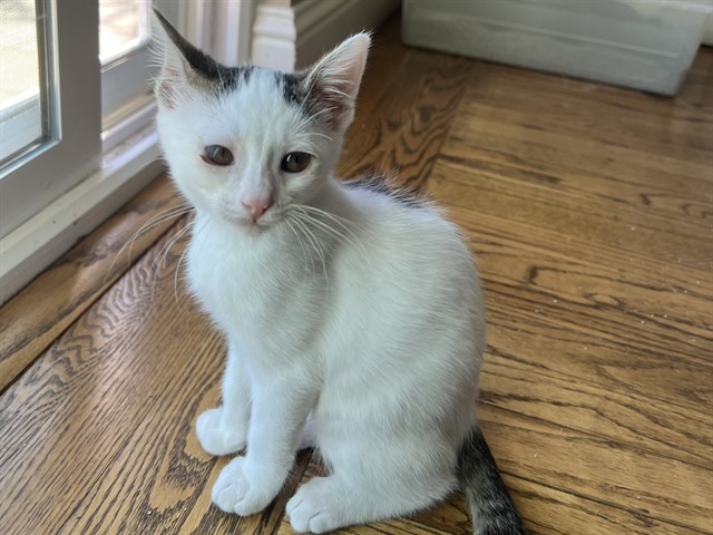 baby bing