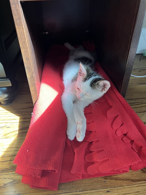 baby bing1