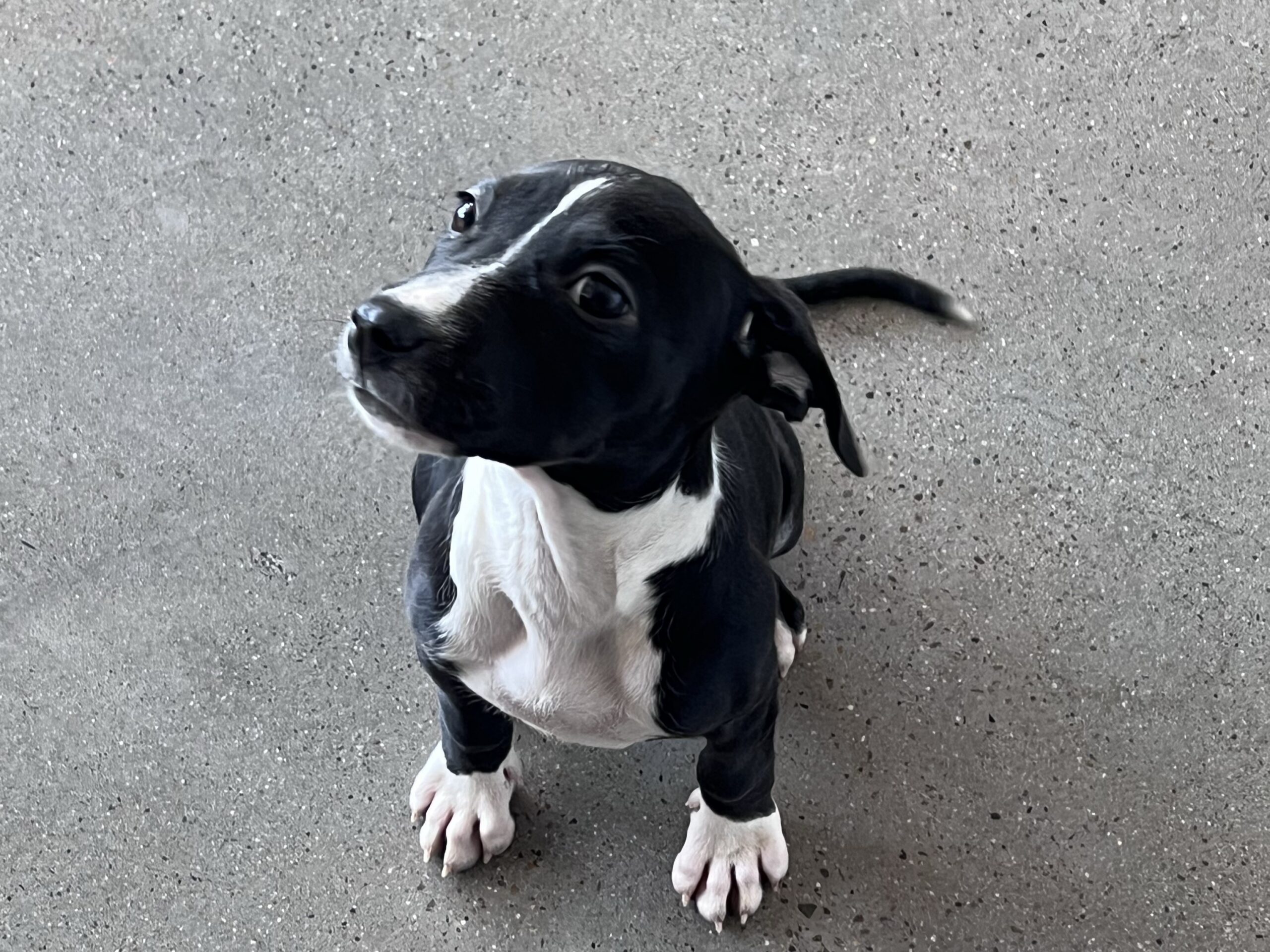 potsticker