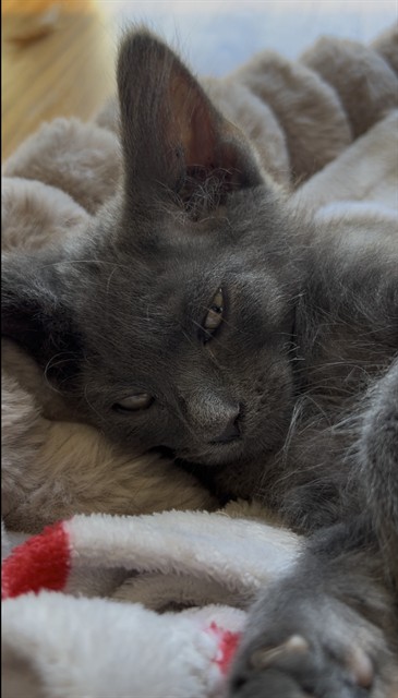 smokey1